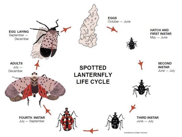 SLF Life Cycle
