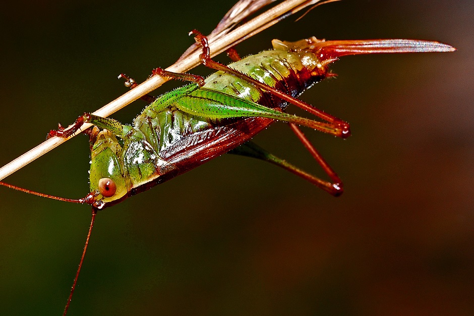Grasshopper